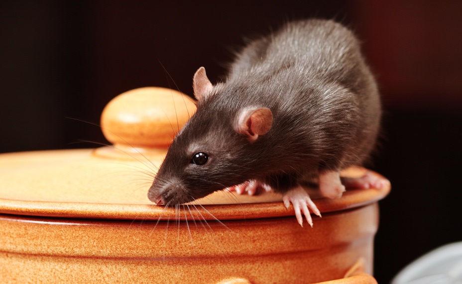 rat and jar